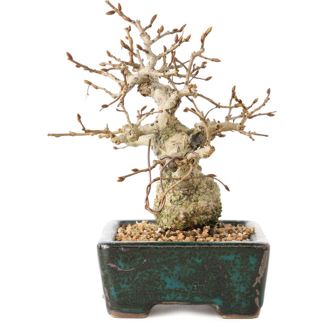 Carpinus coreana, 13 cm, ± 30 ans, avec un nebari de 4 cm