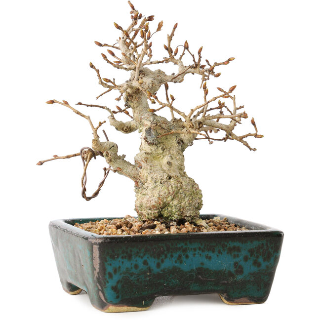 Carpinus coreana, 13 cm, ± 30 Jahre alt, mit einem Nebari von 4 cm