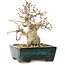 Carpinus coreana, 13 cm, ± 30 years old, with a nebari of 4 cm