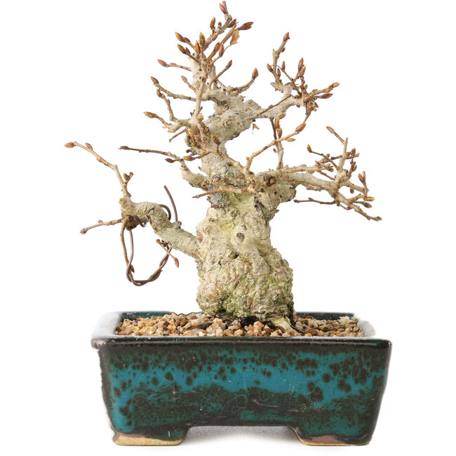 Carpinus coreana, 13 cm, ± 30 jaar oud, met een nebari van 4 cm