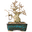 Carpinus coreana, 13 cm, ± 30 ans, avec un nebari de 4 cm