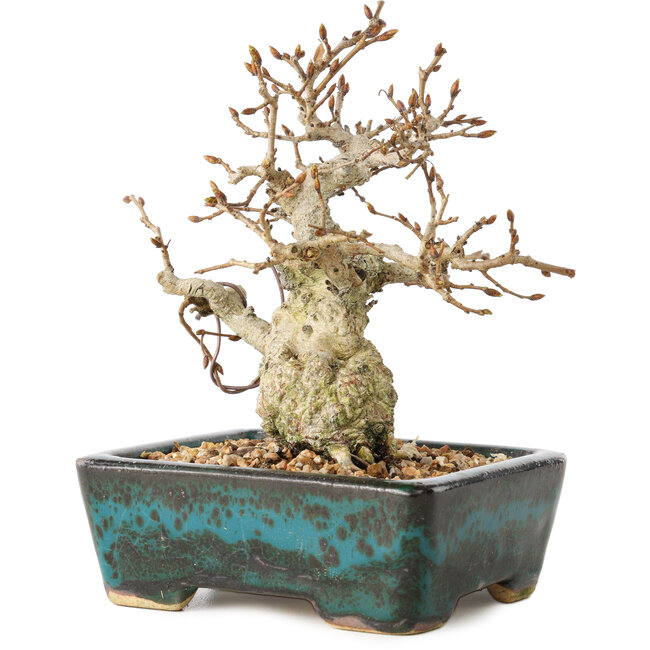 Carpinus coreana, 13 cm, ± 30 ans, avec un nebari de 4 cm