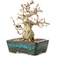 Carpinus coreana, 13 cm, ± 30 years old, with a nebari of 4 cm