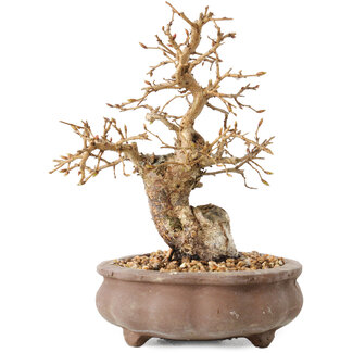 Carpinus coreana, 13,5 cm, ± 20 jaar oud