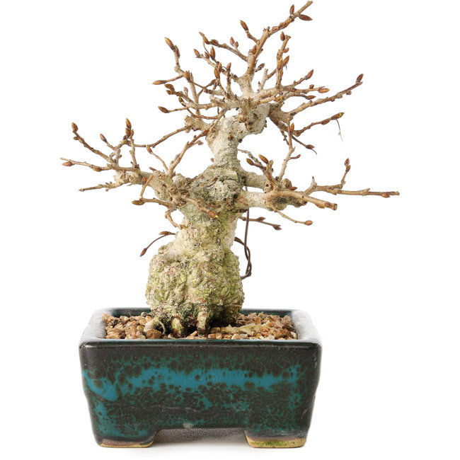 Carpinus coreana, 13 cm, ± 30 ans, avec un nebari de 4 cm