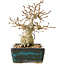 Carpinus coreana, 13 cm, ± 30 ans, avec un nebari de 4 cm