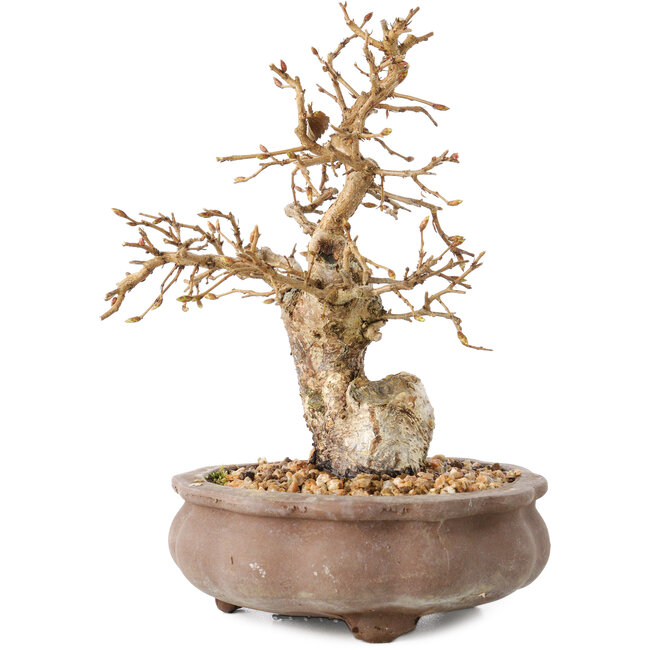 Carpinus coreana, 13,5 cm, ± 20 ans
