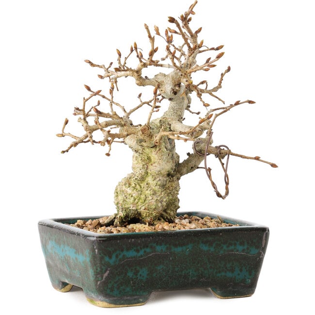 Carpinus coreana, 13 cm, ± 30 anni, con un nebari di 4 cm