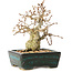 Carpinus coreana, 13 cm, ± 30 ans, avec un nebari de 4 cm