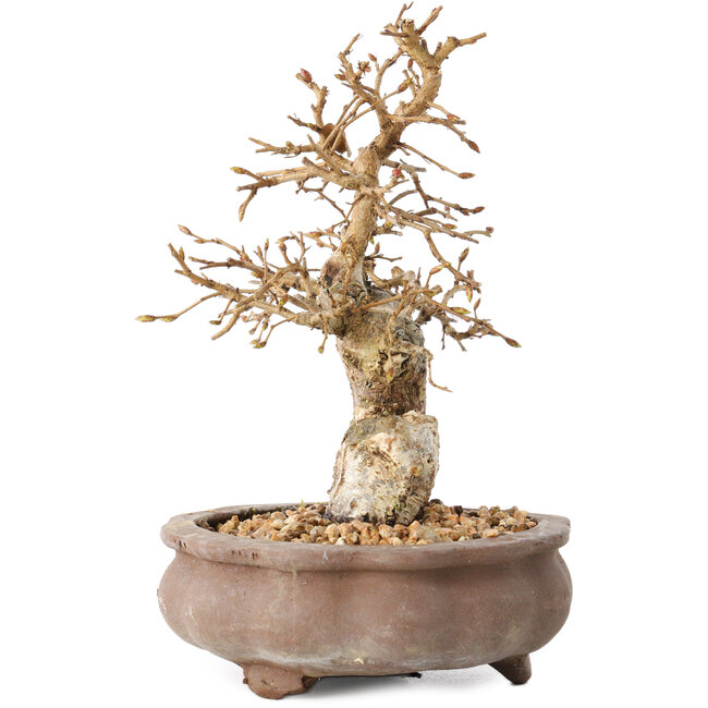 Carpinus coreana, 13,5 cm, ± 20 years old