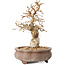 Carpinus coreana, 13,5 cm, ± 20 jaar oud