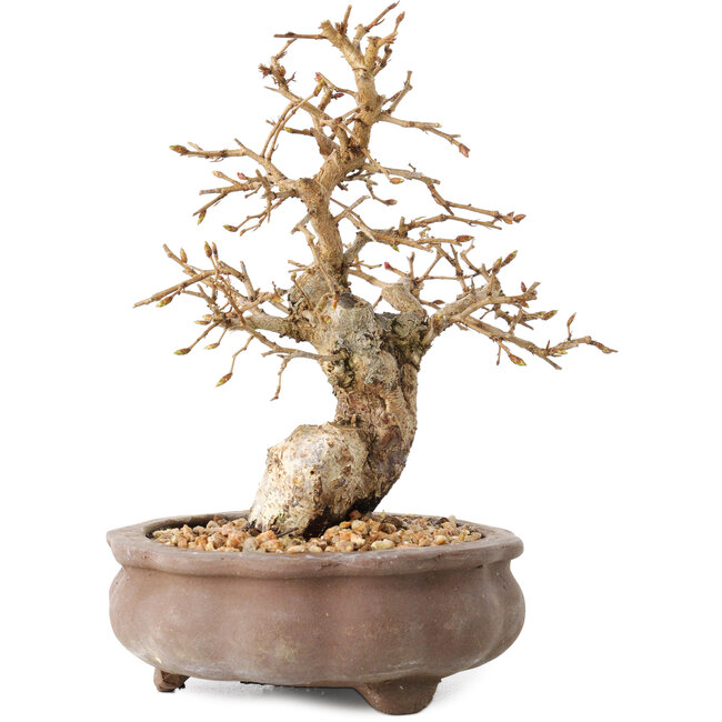 Carpinus coreana, 13,5 cm, ± 20 ans