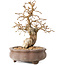Carpinus coreana, 13,5 cm, ± 20 ans
