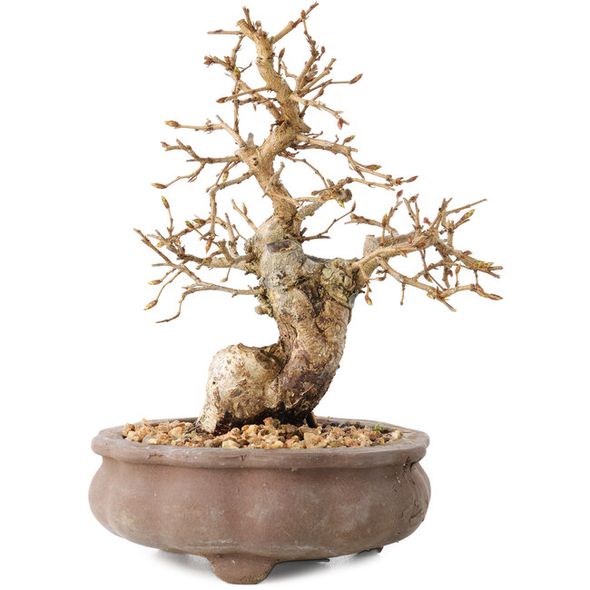 Carpinus coreana, 13,5 cm, ± 20 years old