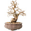 Carpinus coreana, 13,5 cm, ± 20 jaar oud