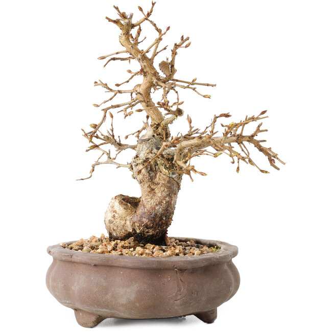 Carpinus coreana, 13,5 cm, ± 20 ans