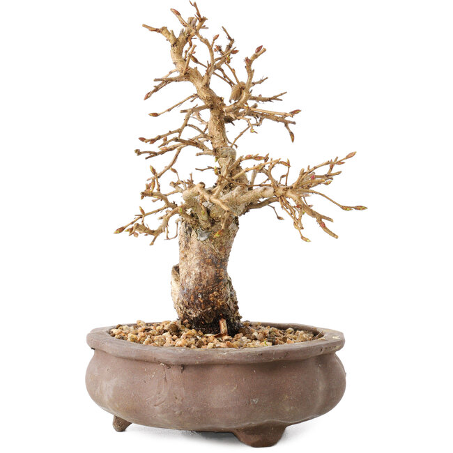 Carpinus coreana, 13,5 cm, ± 20 jaar oud