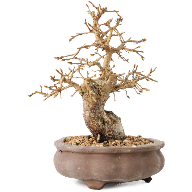 Carpinus coreana, 13,5 cm, ± 20 ans