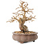 Carpinus coreana, 13,5 cm, ± 20 jaar oud
