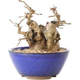 Carpinus coreana, 11 cm, ± 20 jaar oud