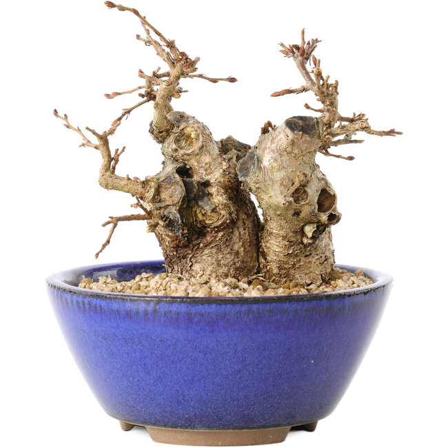 Carpinus coreana, 11 cm, ± 20 ans, avec un nebari de 7 cm