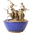 Carpinus coreana, 11 cm, ± 20 ans, avec un nebari de 7 cm