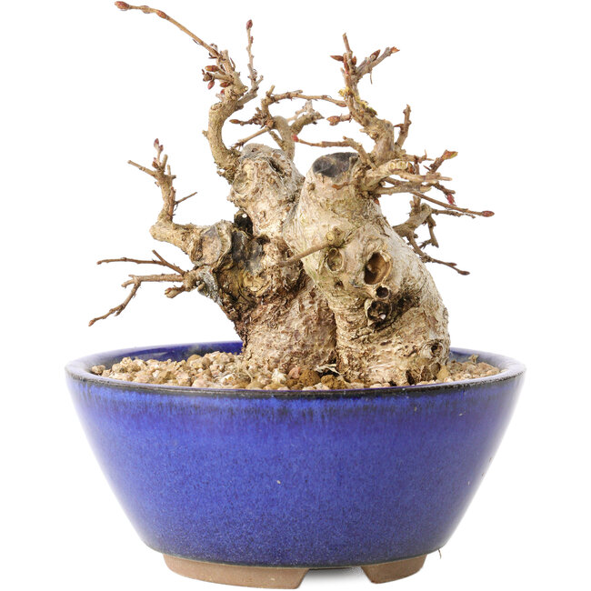 Carpinus coreana, 11 cm, ± 20 years old, with a nebari of 7 cm