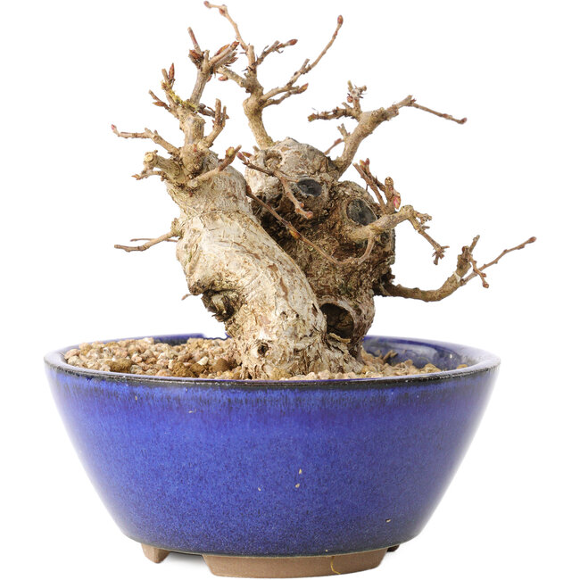 Carpinus coreana, 11 cm, ± 20 Jahre alt, mit einem Nebari von 7 cm