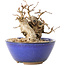 Carpinus coreana, 11 cm, ± 20 ans, avec un nebari de 7 cm