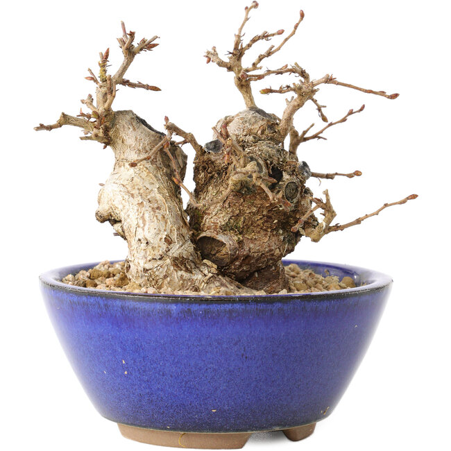 Carpinus coreana, 11 cm, ± 20 years old, with a nebari of 7 cm