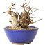 Carpinus coreana, 11 cm, ± 20 ans, avec un nebari de 7 cm