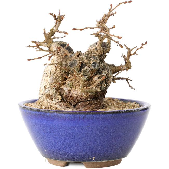 Carpinus coreana, 11 cm, ± 20 Jahre alt, mit einem Nebari von 7 cm