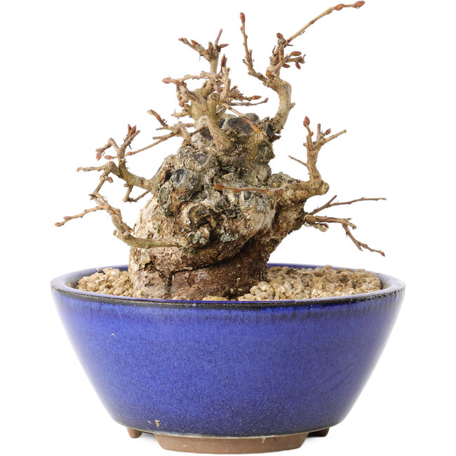 Carpinus coreana, 11 cm, ± 20 Jahre alt, mit einem Nebari von 7 cm