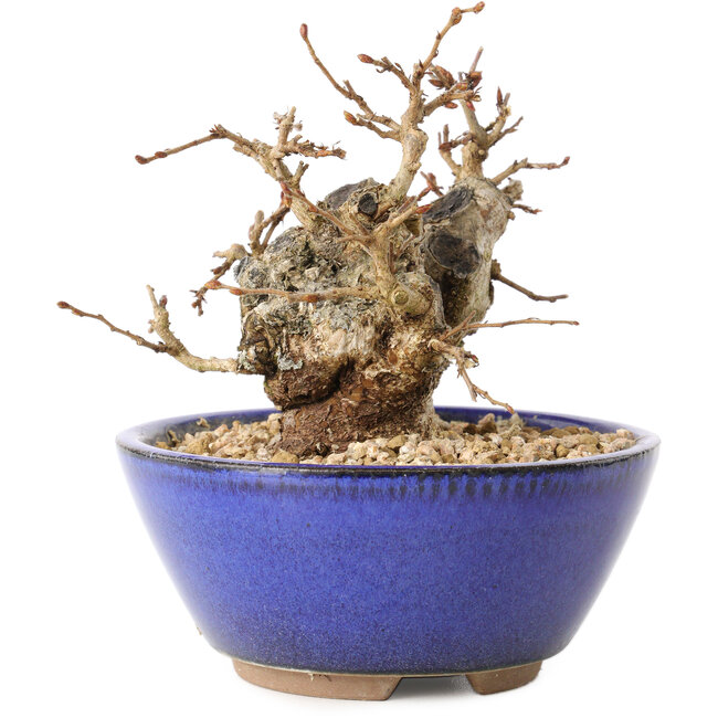 Carpinus coreana, 11 cm, ± 20 jaar oud, met een nebari van 7 cm