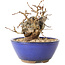 Carpinus coreana, 11 cm, ± 20 ans, avec un nebari de 7 cm