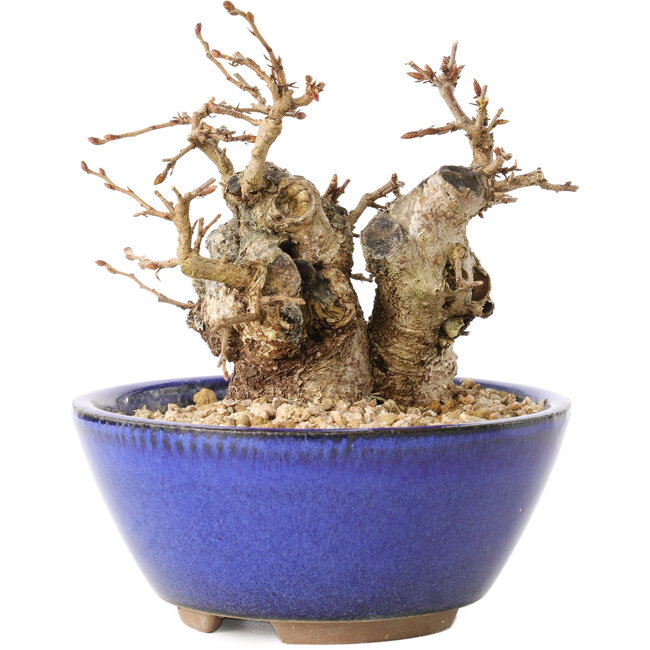 Carpinus coreana, 11 cm, ± 20 ans, avec un nebari de 7 cm