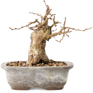 Carpinus coreana, 11 cm, ± 20 jaar oud