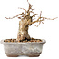 Carpinus coreana, 11 cm, ± 20 anni, con un nebari di 6 cm