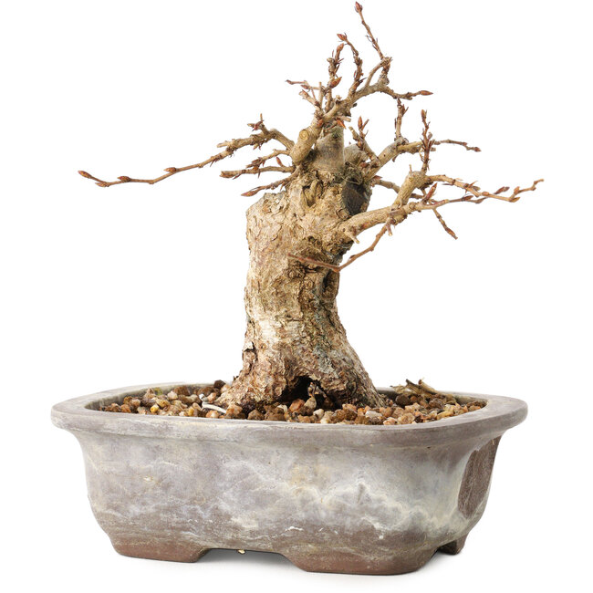 Carpinus coreana, 11 cm, ± 20 años, con un nebari de 6 cm