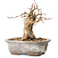 Carpinus coreana, 11 cm, ± 20 ans, avec un nebari de 6 cm