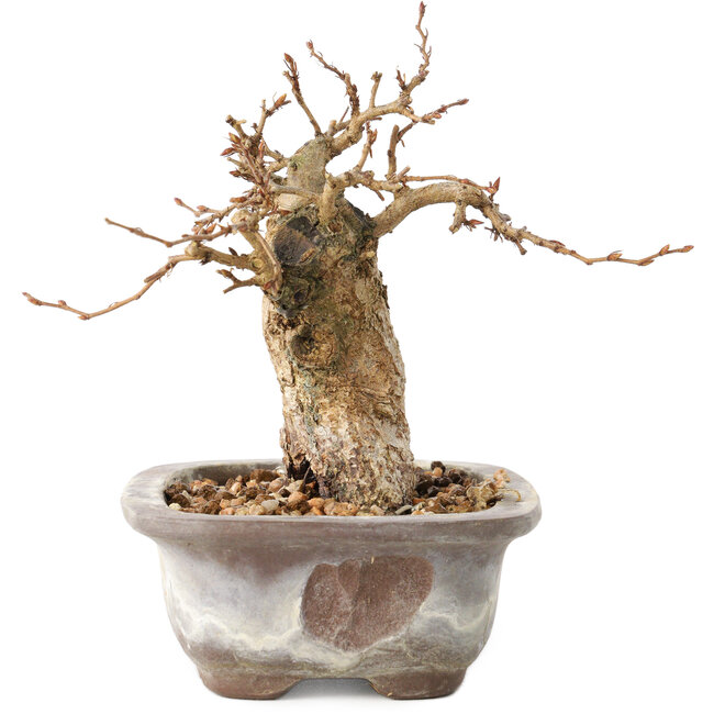 Carpinus coreana, 11 cm, ± 20 ans, avec un nebari de 6 cm