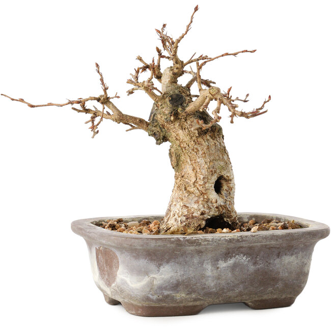 Carpinus coreana, 11 cm, ± 20 years old, with a nebari of 6 cm
