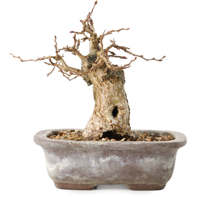 Carpinus coreana, 11 cm, ± 20 Jahre alt, mit einem Nebari von 6 cm