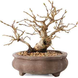 Carpinus coreana, 10 cm, ± 20 jaar oud