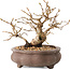 Carpinus coreana, 10 cm, ± 20 years old, with a nebari of 5 cm