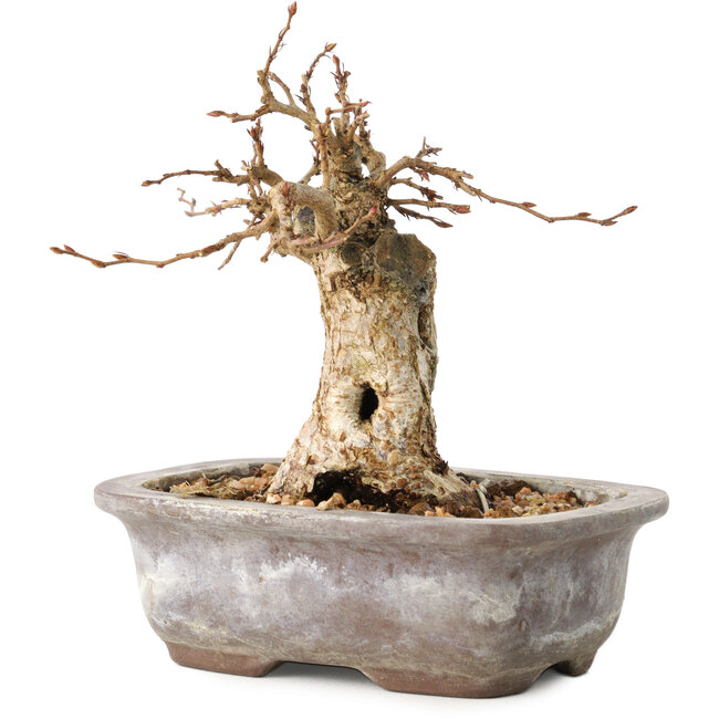Carpinus coreana, 11 cm, ± 20 ans, avec un nebari de 6 cm