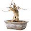 Carpinus coreana, 11 cm, ± 20 ans, avec un nebari de 6 cm