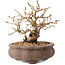 Carpinus coreana, 10 cm, ± 20 years old, with a nebari of 5 cm