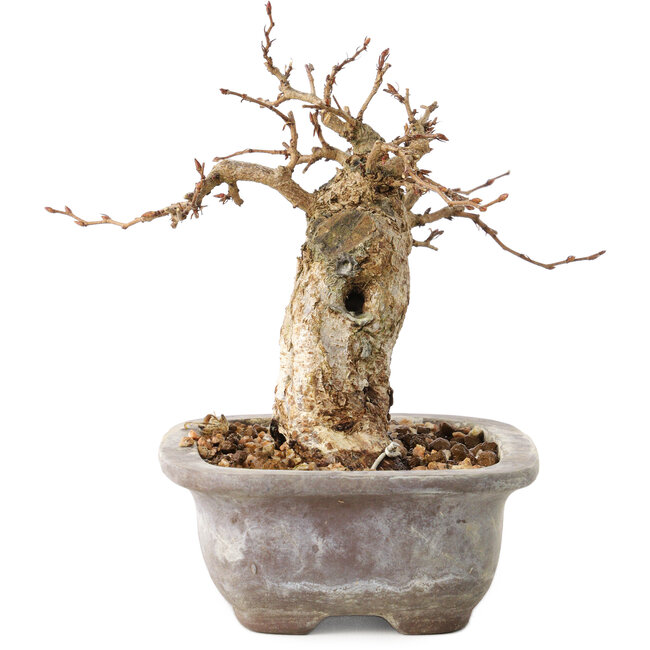 Carpinus coreana, 11 cm, ± 20 años, con un nebari de 6 cm