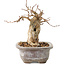 Carpinus coreana, 11 cm, ± 20 ans, avec un nebari de 6 cm